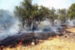 آتش‌سوزی جنگل‌های پلدختر مهار شد / متهمان شناسایی شدند
