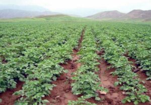 افزایش احتمال شیوع بیماری بادزدگی در مزارع سیب زمینی استان اردبیل + توصیه ها