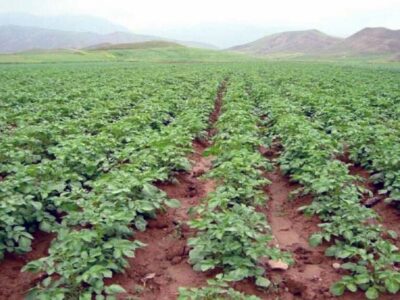 افزایش احتمال شیوع بیماری بادزدگی در مزارع سیب زمینی استان اردبیل + توصیه ها