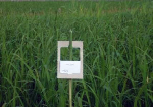 مبارزه بیولوژیک با ساقه خوار برنج در ۱۰۰۰ هکتار شالیزار جویبار