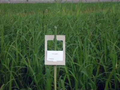مبارزه بیولوژیک با ساقه خوار برنج در ۱۰۰۰ هکتار شالیزار جویبار