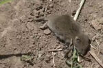 افزایش جمعیت و خسارت موش ها به مزارع گندم و سیب زمینی اردبیل + فیلم