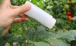 تولید انبوه صنعتی سن شكارگر ماكرولوفوس برای كنترل آفت سفیدبالك و توتا در گلخانه گوجه فرنگی