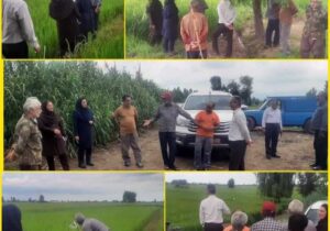 اجرای طرح ارتقاء سلامت برنج به روش مدیریت تلفیقی محصول در ۱۰۰ هکتار شالیزار روستای آمل + عکس