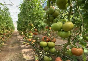 افزایش ۳۹ درصدی محصول گوجه فرنگی گلخانه ای با کنترل نماتد ریشه گرهی