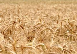 پیش‌بینی تولید ۵/۵ الی ۶ میلیون تن گندم از دیم‌زارهای کشور / عوامل موثر در افزایش تولید گندم دیم