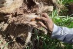 ردیابی آفت سوسک سرخرطومی خرما در نخلستان‌های سیستان‌وبلوچستان