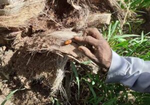 ردیابی آفت سوسک سرخرطومی خرما در نخلستان‌های سیستان‌وبلوچستان
