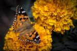 سفر طولانی پروانه رنگین بانو بر فراز اقیانوس اطلس از اروپا و آفریقا به آمریکای جنوبی