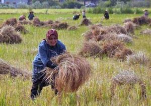 کشت ۶۵۰ هزار هکتار برنج در کشور/ پیش‌بینی تولید بیشتر برنج در سال جاری