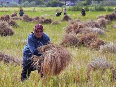 کشت ۶۵۰ هزار هکتار برنج در کشور/ پیش‌بینی تولید بیشتر برنج در سال جاری