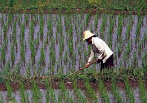 کاهش انتشار متان حاصل از کشت برنج تا ۳۵ درصد