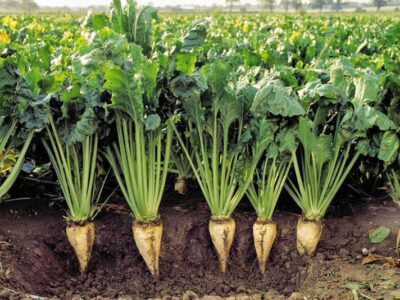 روشهای کنترل نماتد در مزارع لوبیا و چغندرقند