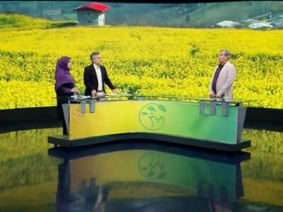 مدیریت آفات مهم کلزا