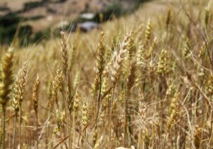 کشاورزان با چالش تامین کود رو‌به‌رو هستند