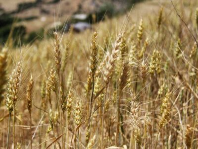 کشاورزان با چالش تامین کود روبهرو هستند