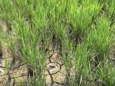 رقم جدید برنج مقاوم به شوری در ساری ثبت شد + فیلم