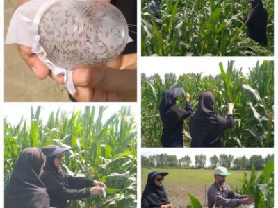 اجرای طرح مبارزه بیولوژیک با آفت برگخوار ذرت علوفه‌ای