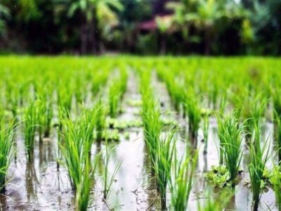 برگزاری کارگاه آموزشی با محوریت ارتقای سلامت محصول برنج در بابل