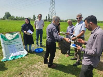 رهاسازی زنبور تریکوگراما در ۱۹۰۰ هکتار از شالیزارهای بابلسر