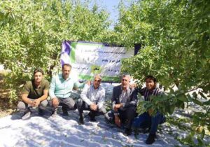 رکورد برداشت ۸ تن بادام در هکتار توسط باغدار سامانی