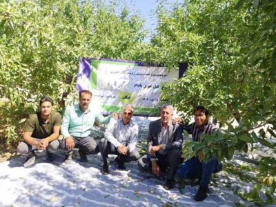 رکورد برداشت ۸ تن بادام در هکتار توسط باغدار سامانی
