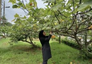 اجرای رزمایش سراسری پدافند غیرعامل کنترل مگس میوه مدیترانه‌ای در مازندران