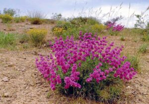 احداث نخستین پالایشگاه گیاهان دارویی در خراسان شمالی