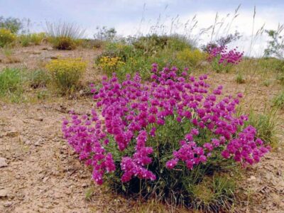 احداث نخستین پالایشگاه گیاهان دارویی در خراسان شمالی