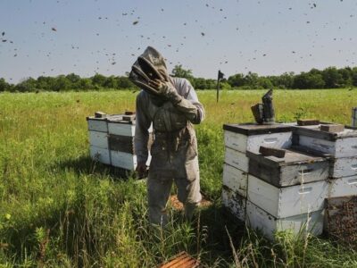 راهکار زنبورها در مقابله با گرمایش زمین