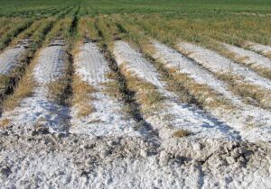 ۵۰ درصد اراضی تحت کشت آبی در معرض خطرات شوری هستند/ اصلاح مدیریت آب و خاک راهکار جلوگیری از گسترش شوری