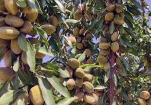 اجرای طرح پایلوت مقایسه ۶۰ رقم بادام امیدبخش در چهارمحال و بختیاری + فیلم