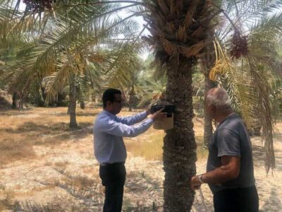 سرخرطومی در کمین نخیلات کرمان/سطل‌های قرمز حذف نشود + فیلم