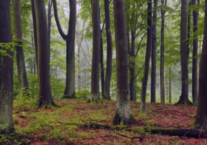 کاهش توان جنگلهای اروپا در جذب و ذخیره کربن