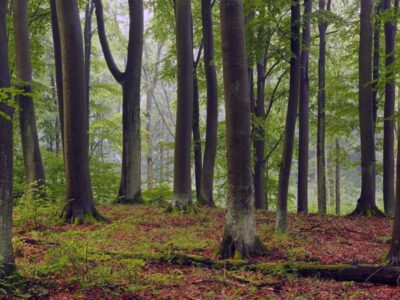 کاهش توان جنگلهای اروپا در جذب و ذخیره کربن