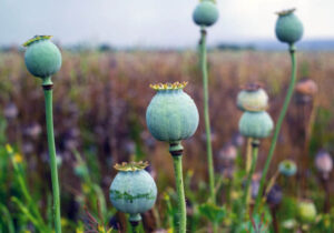 هنوز هماهنگی رسمی درباره کشت خشخاش انجام نشده/کشت خشخاش ممنوع است