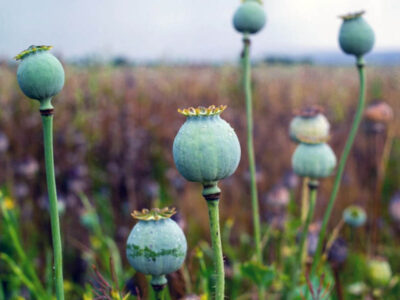 هنوز هماهنگی رسمی درباره کشت خشخاش انجام نشده/کشت خشخاش ممنوع است