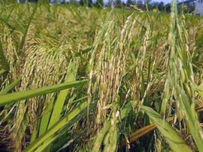 مبارزه با عوامل خسارتزا در ۷۵۰۰ هکتار از شالیزارهای نکا