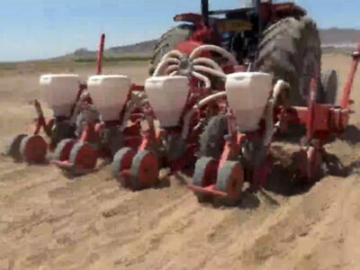 کشت جایگزین یا اصلاح الگوی کشت، راهکار کشاورزی پایدار در خراسان جنوبی + فیلم