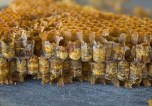 تولید محصول «نان زنبور» به دلیل مانع تراشیها متوقف شده است