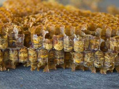 تولید محصول «نان زنبور» به دلیل مانع تراشی‌ها متوقف شده است