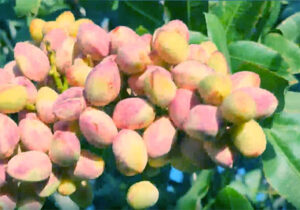 برآورد تولید ۲۴۰ هزارتن پسته خشک در سال جاری