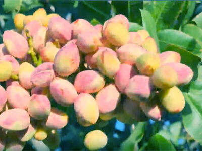 برآورد تولید ۲۴۰ هزارتن پسته خشک در سال جاری