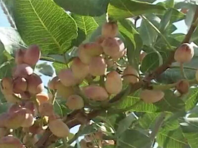 برداشت پسته در دامغان + فیلم