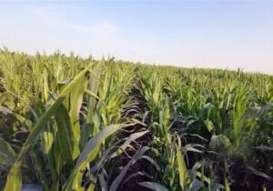 افزایش ۲۰۰ درصدی کشت دوم در کشت و صنعت مغان + فیلم