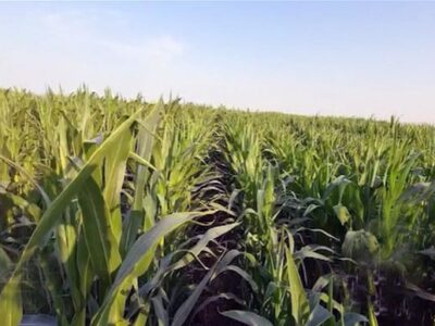 افزایش ۲۰۰ درصدی کشت دوم در کشت و صنعت مغان + فیلم