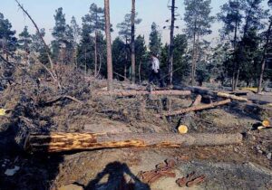 خشکیدگی درختان پارکهای جنگلی تهران