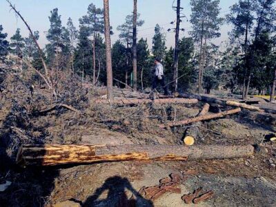 خشکیدگی درختان پارکهای جنگلی تهران