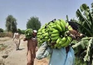 رتبه نخست سیستان و بلوچستان در تولید موز