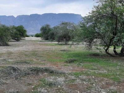 کشت و توسعه کهور آمریکایی در استانهای بوشهر، هرمزگان، سیستان و بلوچستان و جنوب کرمان باید متوقف شود